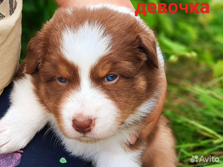 Австралийская овчарка