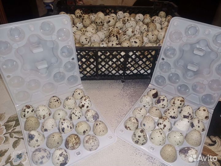 Яйца,мясо перепелиные