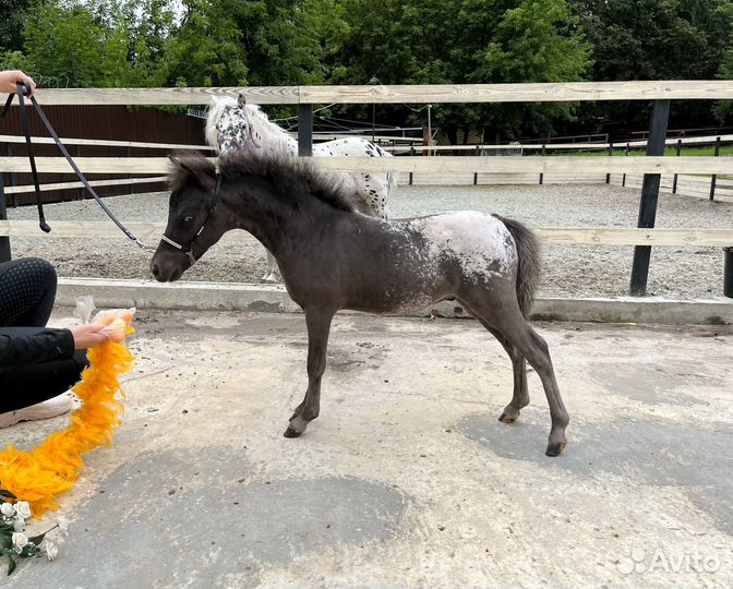 Американская миниатюрная лошадь (мини-пони)