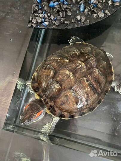 Красноухая черепаха с аквариумом бесплатно