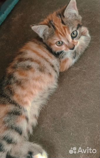 Трехцветный котенок девочка