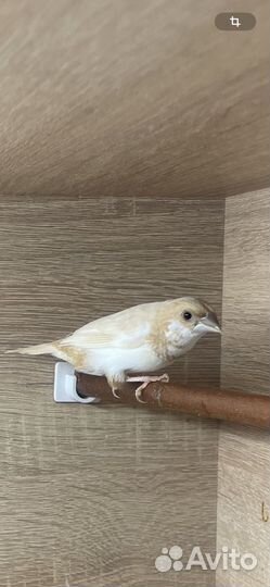 Зебровые Японские амадины