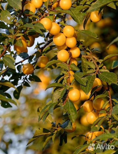Саженцы алычи