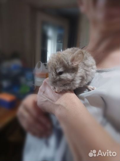 Шиншилла