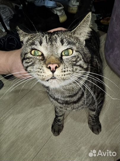 Кот отдам