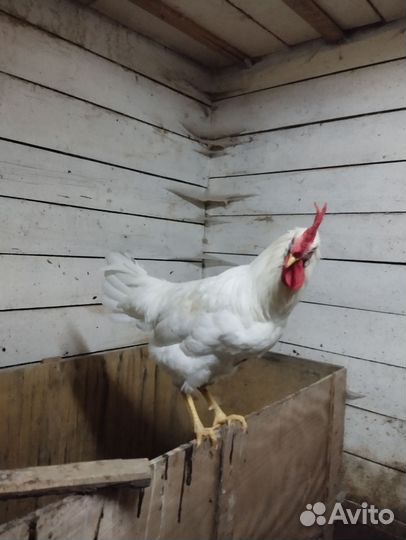 Молодые петухи