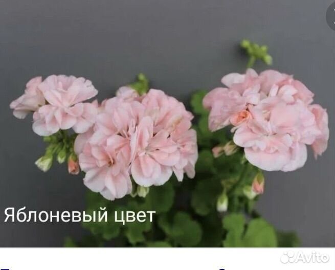 Пеларгонии, бальзамины