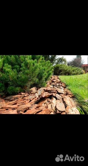 Сосновая кора мульча удобрение, декор, кора сосны