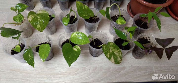 Комнатные растения