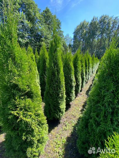 Туя Смарагд 80 см из питомника