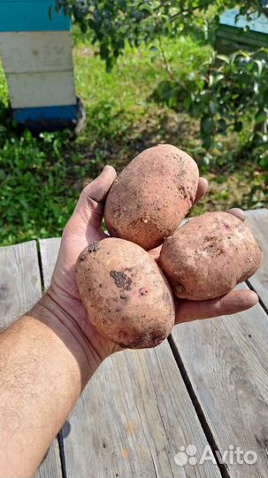 Картошка на завод