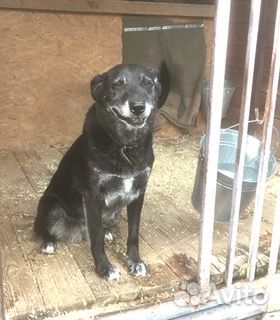 Лола старается не грустить в приюте. Помогите