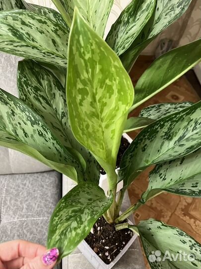 Аглаонема Фридман