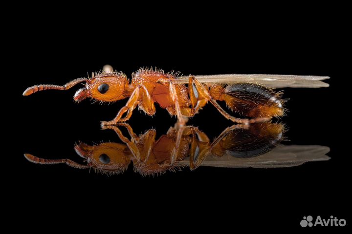 Tetramorium bicarinatum