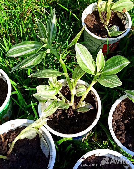 Комнатные цветы