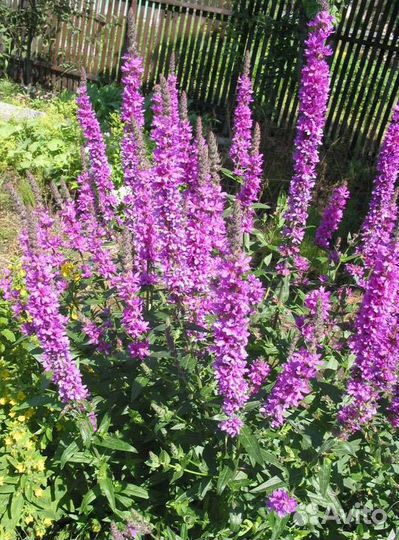 Хосты, манжетки и др