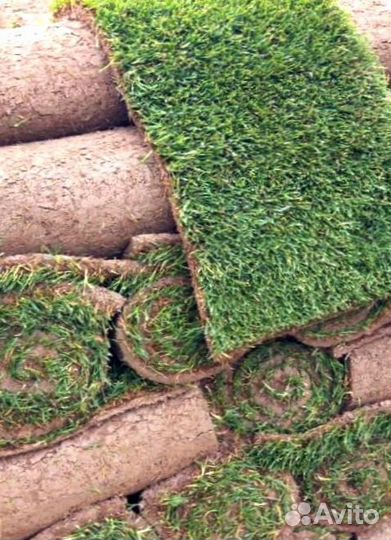 Рулонный газон 