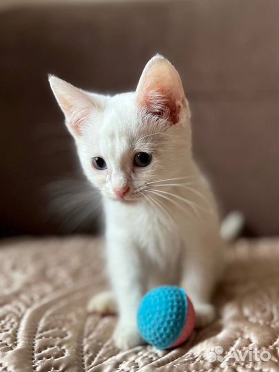 Турецкая ангора котенок в дар