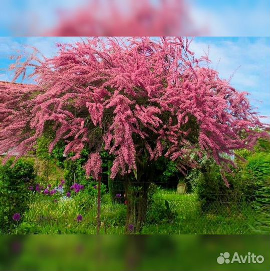 Тамарикс или бисероплодник