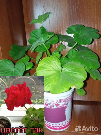 Пеларгония герань