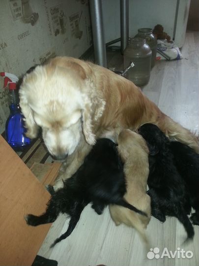 Щенки спаниеля