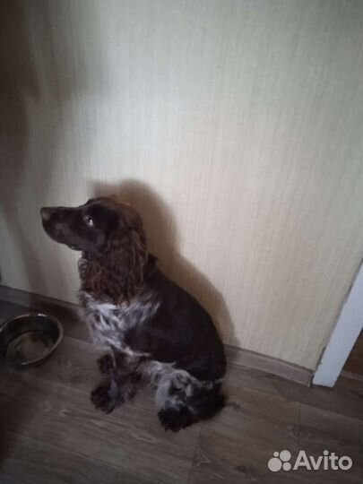 Русский охотничий спаниель вязка
