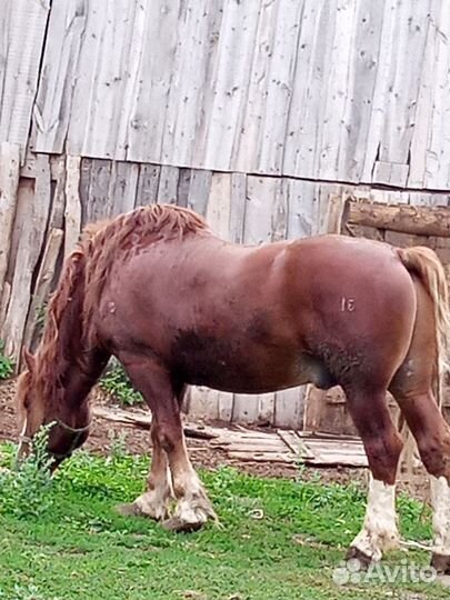 Лошадь жеребец русской тяжеловозной породы