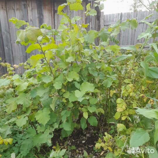 Черная смородина,желтая малина,орех фундук