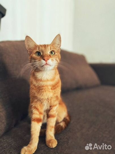 Кошка Юна в добрые руки