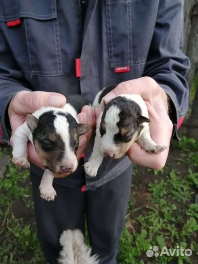 Фокстерьер