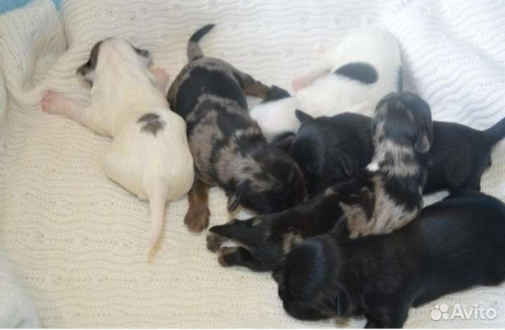 Вязка голддаст шокоберри сплитер блюмерль