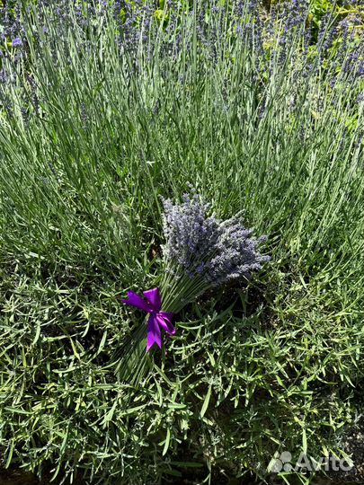 Букет из лаванды