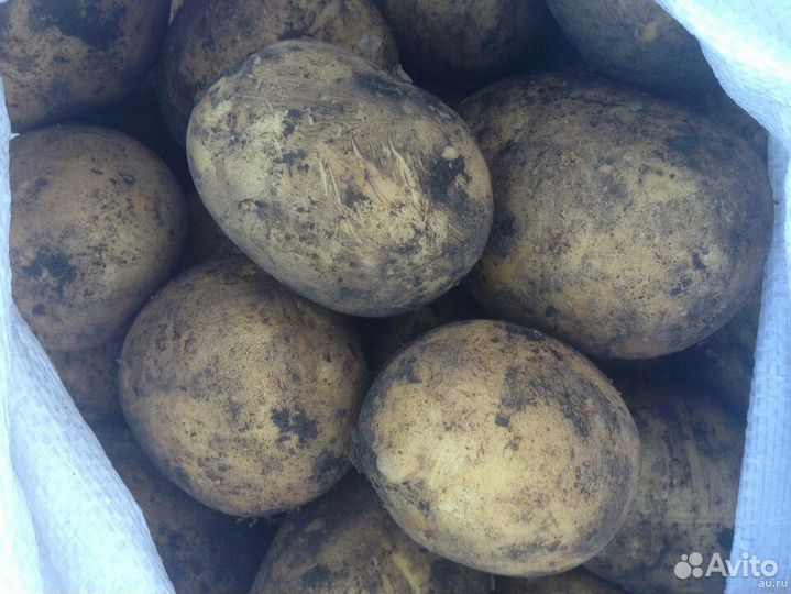 Продам картофель
