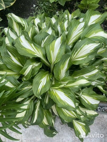 Хоста медуница энотера