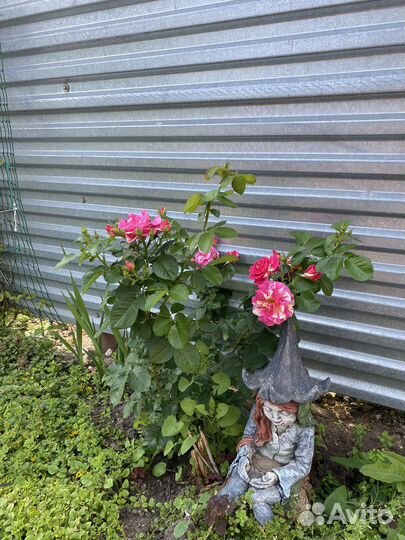 Роза ароматная Цветы