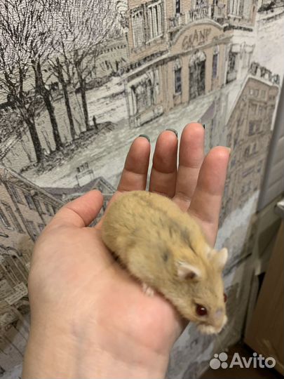 Джунгарский хомяк