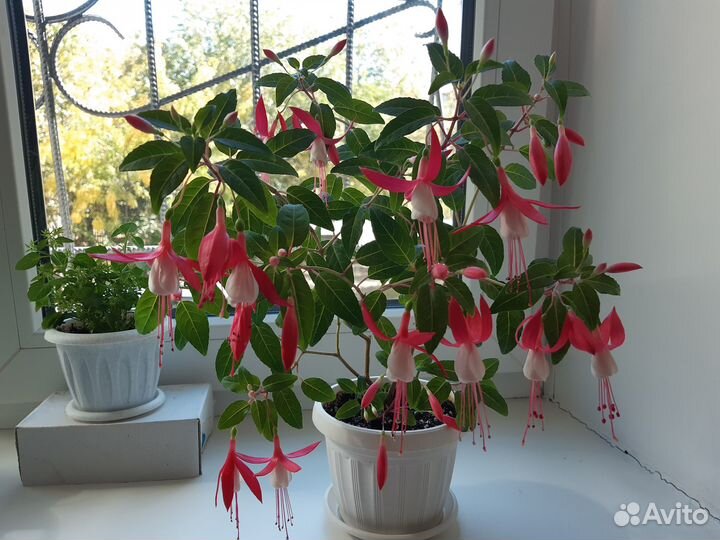 Комнатные растения цветы