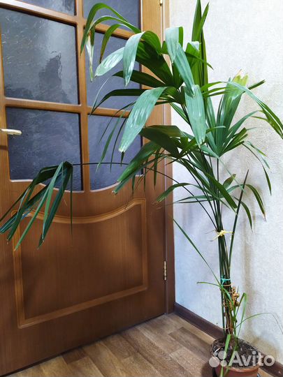 Пальма Ховея