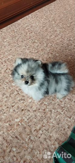 Померанский шпиц