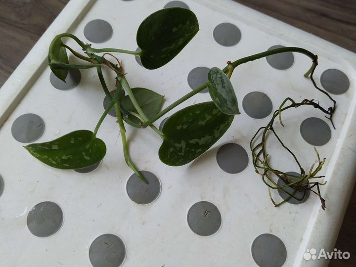 Эпипремнум сильвер энн