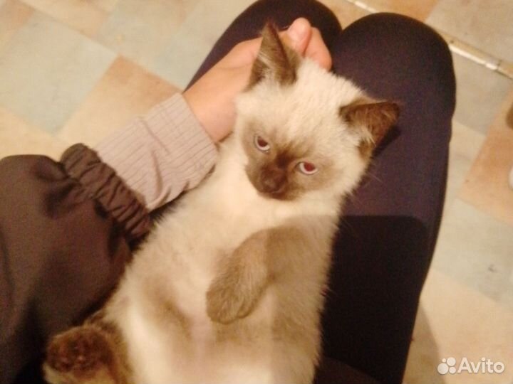 Сиамских кошечка. Хочет в добрые ручки