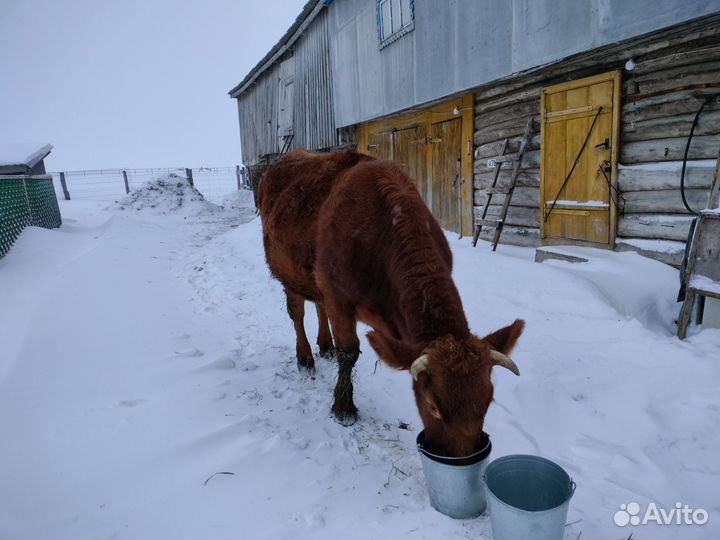 Нетели стельная дойная