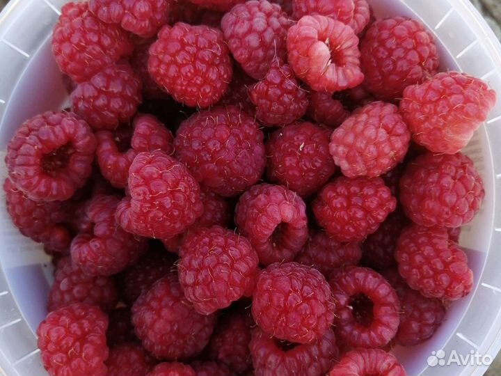 Малина саженцы сорт Бабье Лето и Таруса