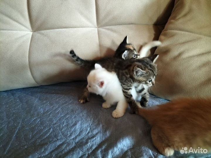 Котята в дар