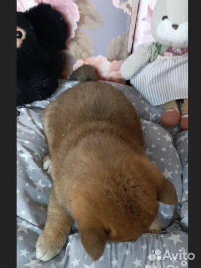 Четвероногий друг в семью