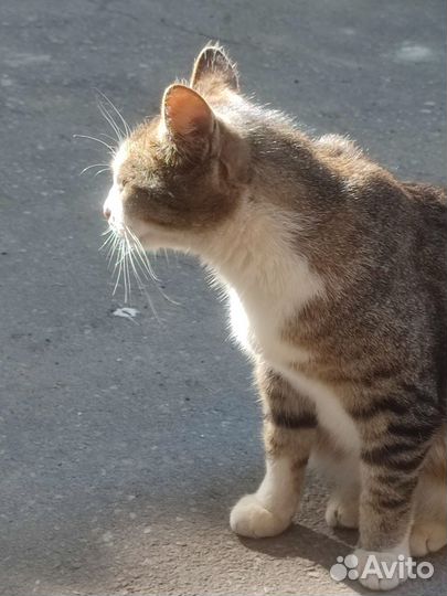 Кошка