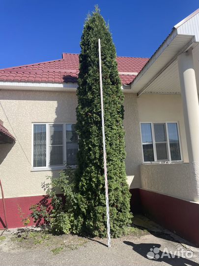 Туя,голубая ель крупномеры