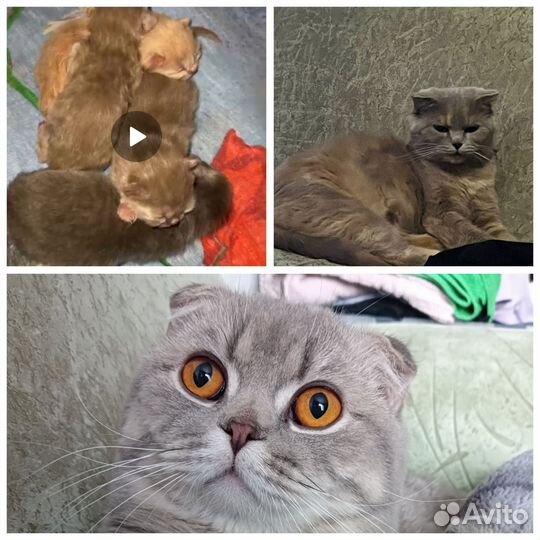 Шотландская