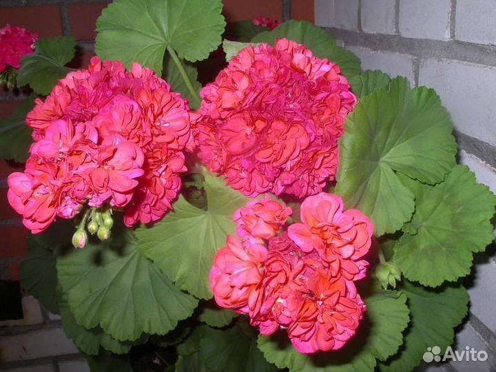 Пеларгония герань