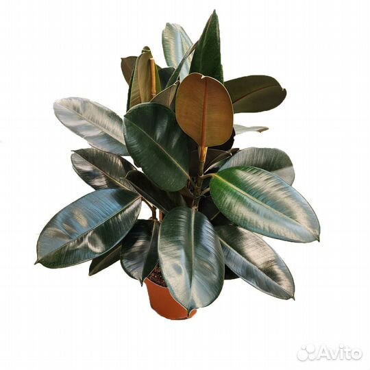 Растения для гостиной